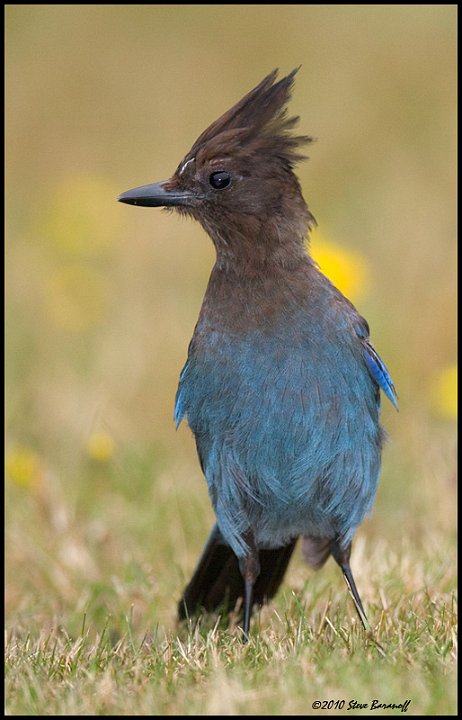 _0SB4687 juvenile stellers jay.jpg